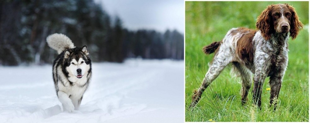 Pont-Audemer Spaniel vs Siberian Husky - Breed Comparison