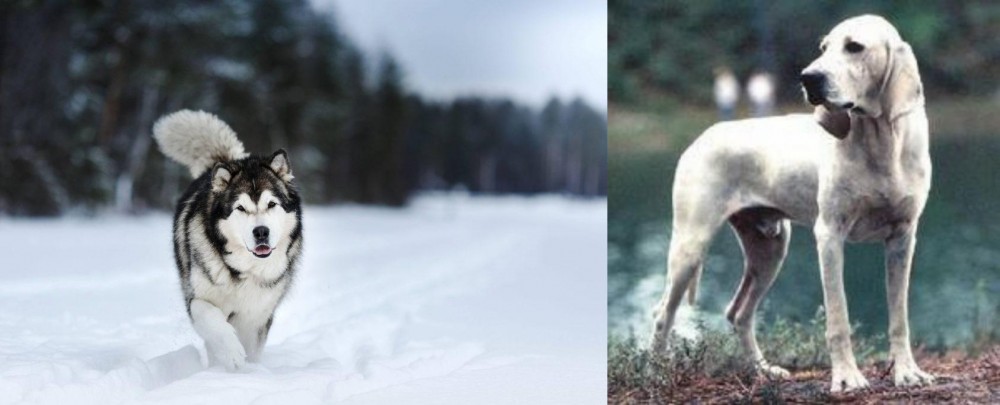 Porcelaine vs Siberian Husky - Breed Comparison