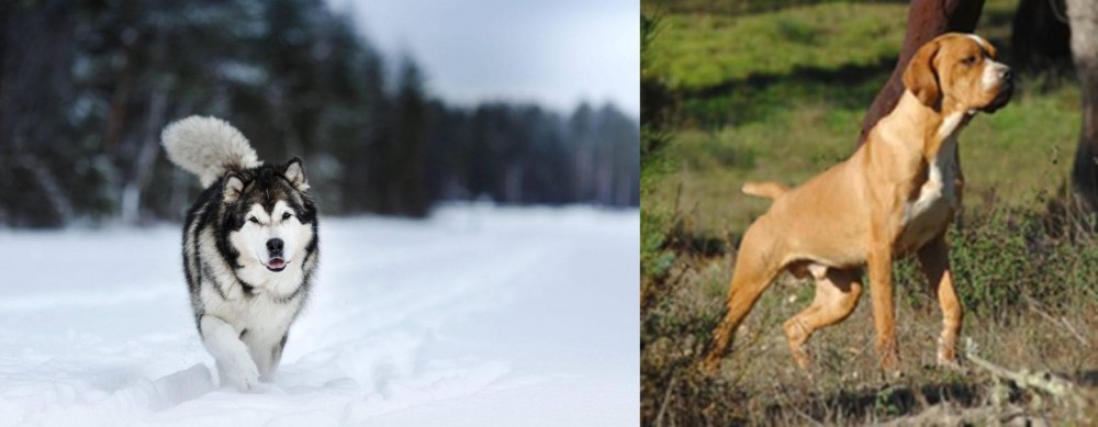 Portuguese Pointer vs Siberian Husky - Breed Comparison
