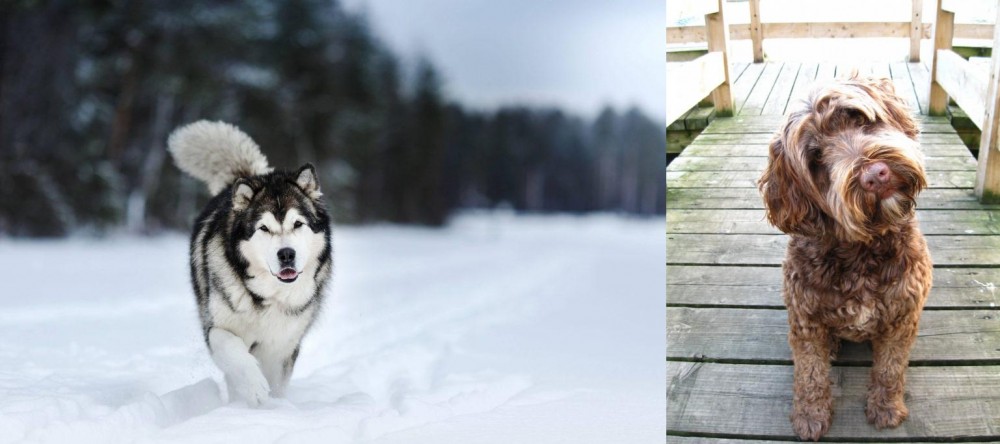 Portuguese Water Dog vs Siberian Husky - Breed Comparison