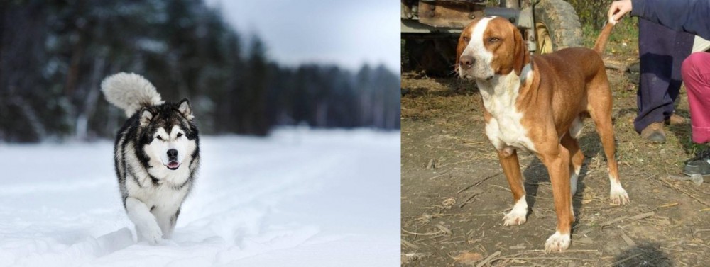 Posavac Hound vs Siberian Husky - Breed Comparison