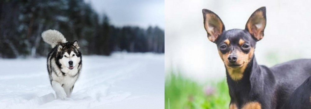 Prazsky Krysarik vs Siberian Husky - Breed Comparison