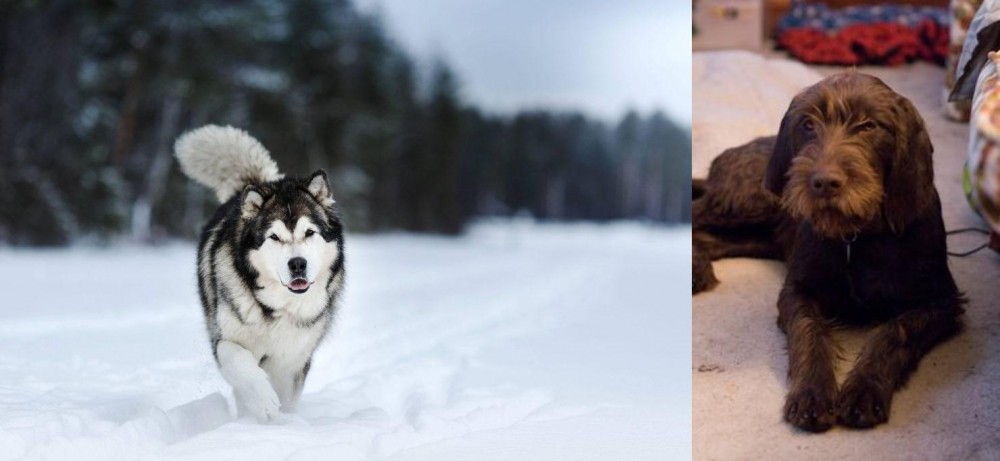 Pudelpointer vs Siberian Husky - Breed Comparison