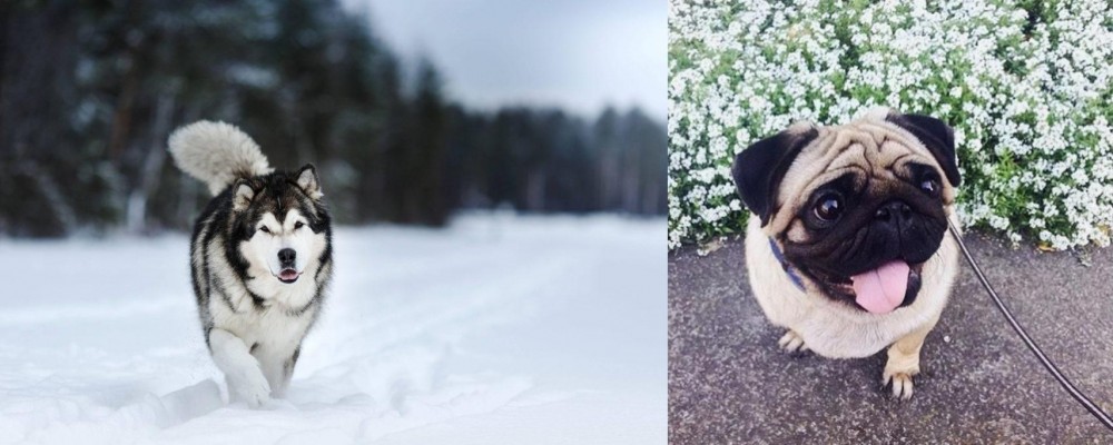 Pug vs Siberian Husky - Breed Comparison
