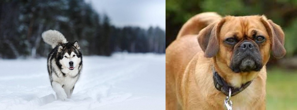 Pugalier vs Siberian Husky - Breed Comparison