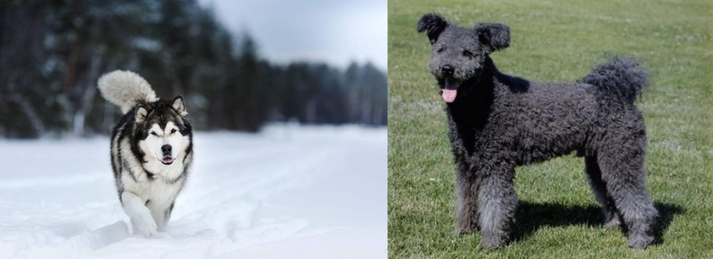 Pumi vs Siberian Husky - Breed Comparison