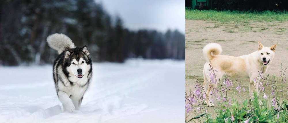 Pungsan Dog vs Siberian Husky - Breed Comparison