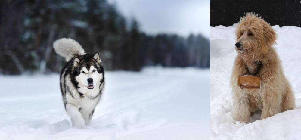 Pyredoodle vs Siberian Husky - Breed Comparison