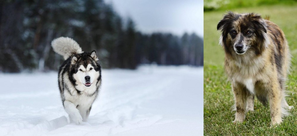 Pyrenean Shepherd vs Siberian Husky - Breed Comparison