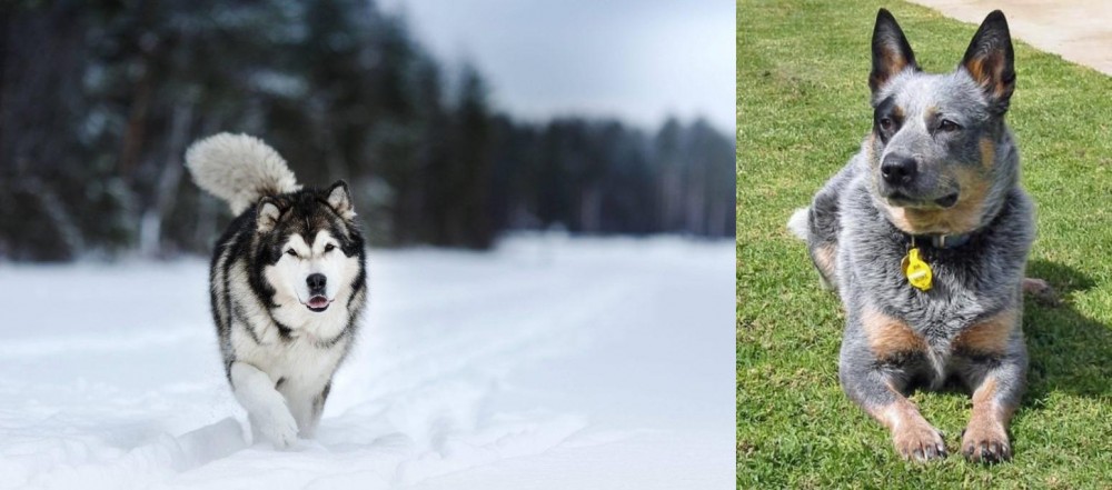 Queensland Heeler vs Siberian Husky - Breed Comparison