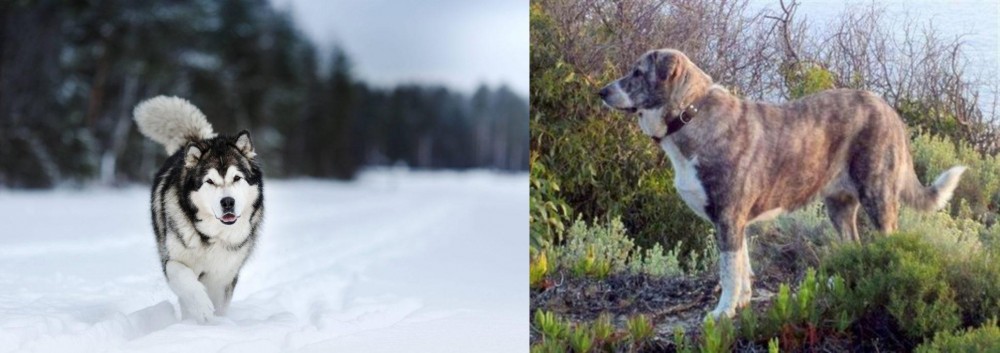 Rafeiro do Alentejo vs Siberian Husky - Breed Comparison