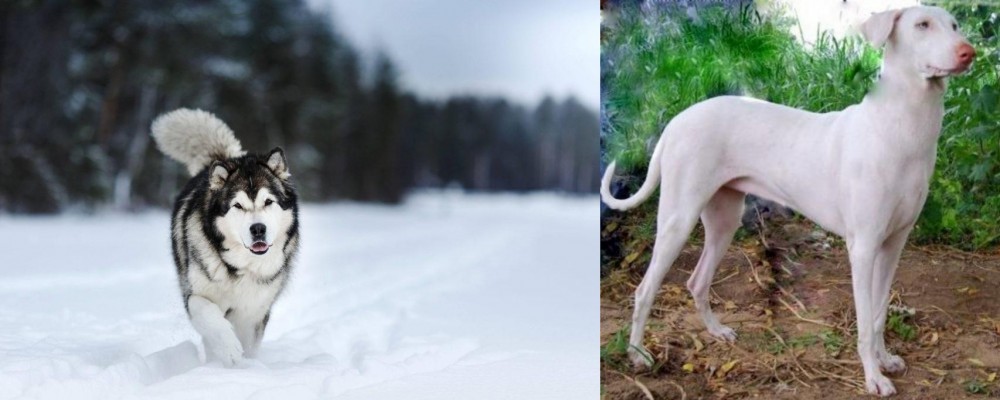 Rajapalayam vs Siberian Husky - Breed Comparison