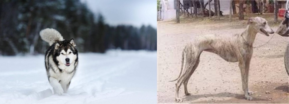 Rampur Greyhound vs Siberian Husky - Breed Comparison