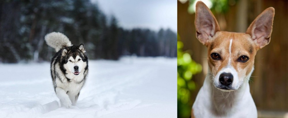 Rat Terrier vs Siberian Husky - Breed Comparison