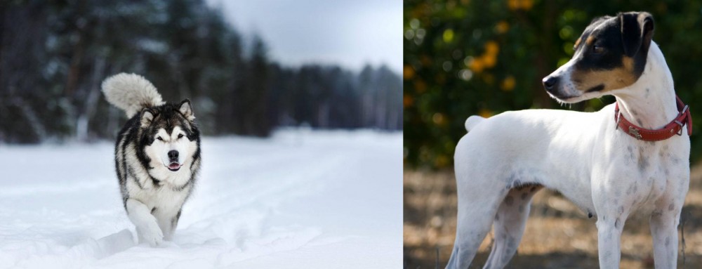 Ratonero Bodeguero Andaluz vs Siberian Husky - Breed Comparison