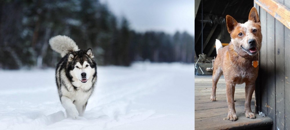 Red Heeler vs Siberian Husky - Breed Comparison