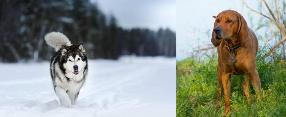 Redbone Coonhound vs Siberian Husky - Breed Comparison