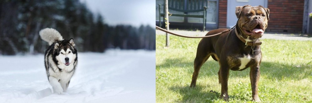 Renascence Bulldogge vs Siberian Husky - Breed Comparison