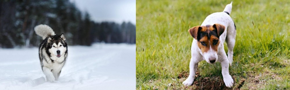 Russell Terrier vs Siberian Husky - Breed Comparison