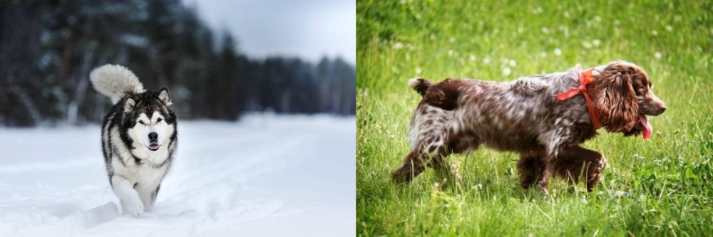 Russian Spaniel vs Siberian Husky - Breed Comparison