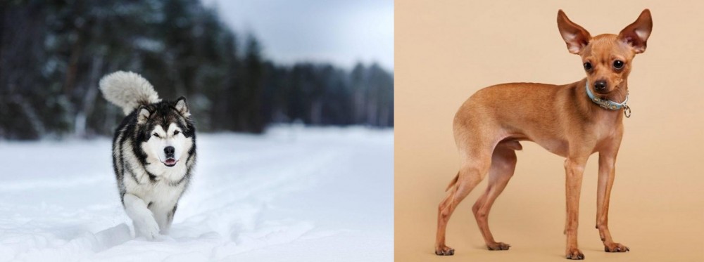 Russian Toy Terrier vs Siberian Husky - Breed Comparison