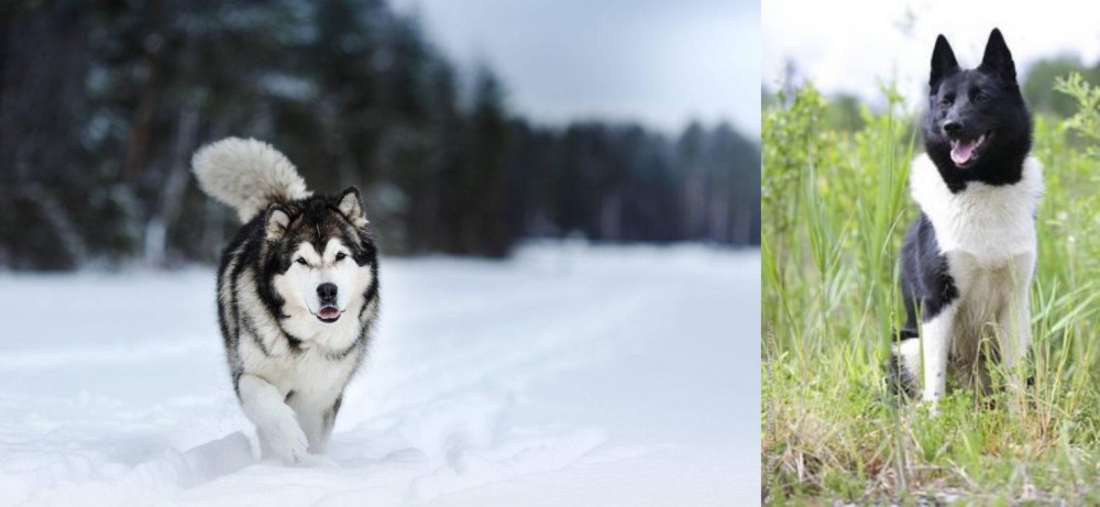 Russo-European Laika vs Siberian Husky - Breed Comparison