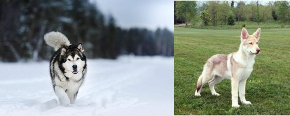 Saarlooswolfhond vs Siberian Husky - Breed Comparison