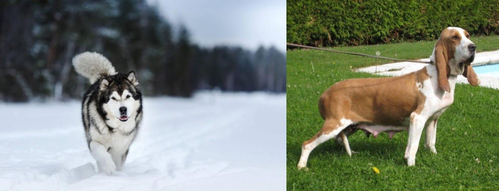 Sabueso Espanol vs Siberian Husky - Breed Comparison