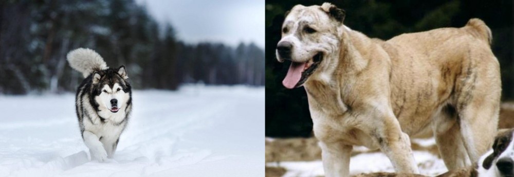 Sage Koochee vs Siberian Husky - Breed Comparison