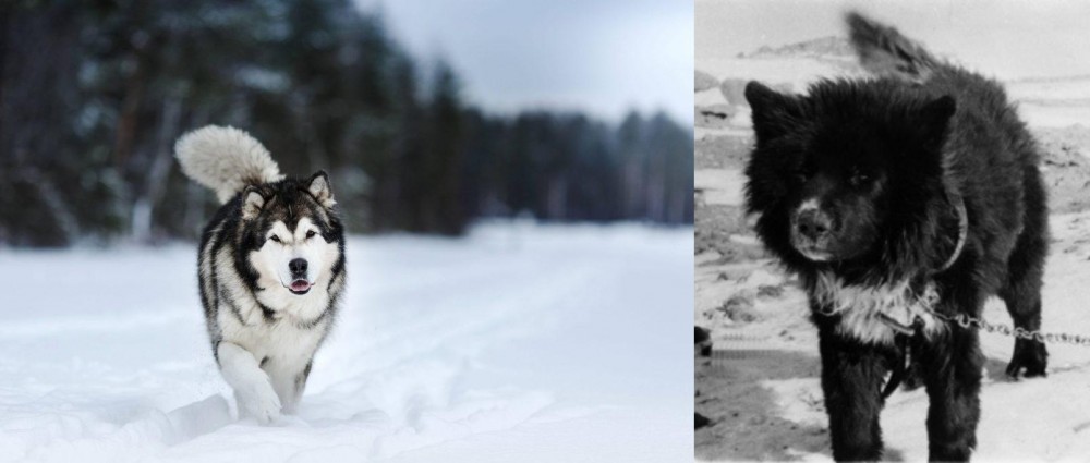 Sakhalin Husky vs Siberian Husky - Breed Comparison