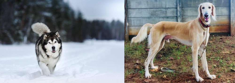 Saluki vs Siberian Husky - Breed Comparison
