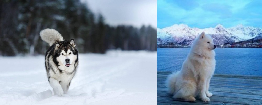 Samoyed vs Siberian Husky - Breed Comparison