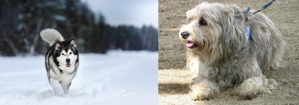Sapsali vs Siberian Husky - Breed Comparison