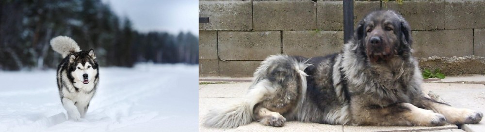 Sarplaninac vs Siberian Husky - Breed Comparison