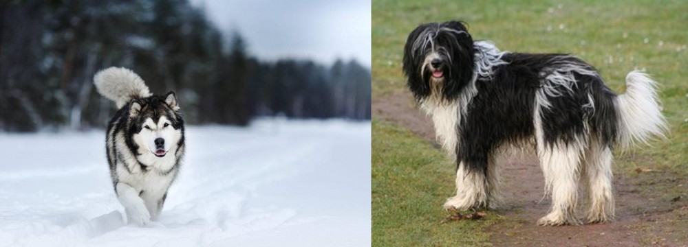 Schapendoes vs Siberian Husky - Breed Comparison