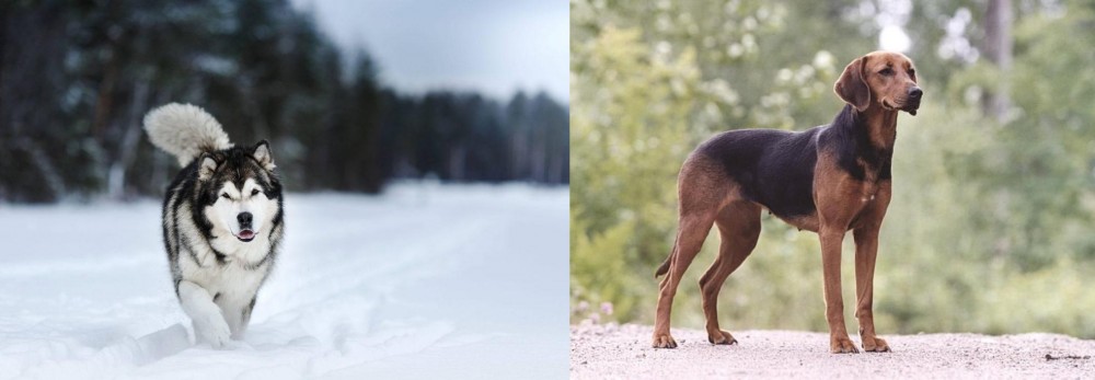 Schillerstovare vs Siberian Husky - Breed Comparison