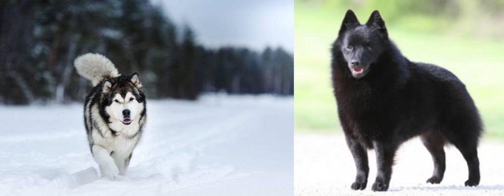 Schipperke vs Siberian Husky - Breed Comparison