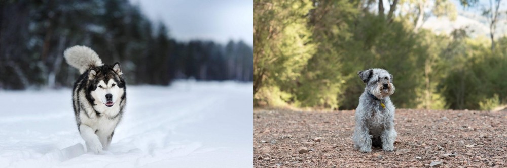 Schnoodle vs Siberian Husky - Breed Comparison