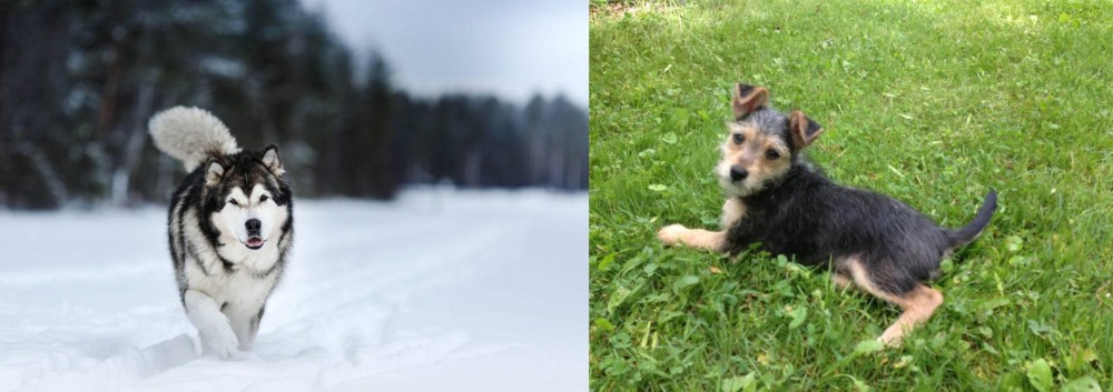 Schnorkie vs Siberian Husky - Breed Comparison