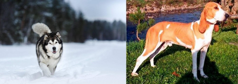 Schweizer Laufhund vs Siberian Husky - Breed Comparison
