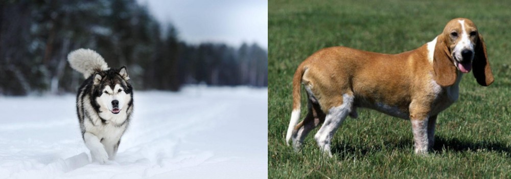 Schweizer Niederlaufhund vs Siberian Husky - Breed Comparison