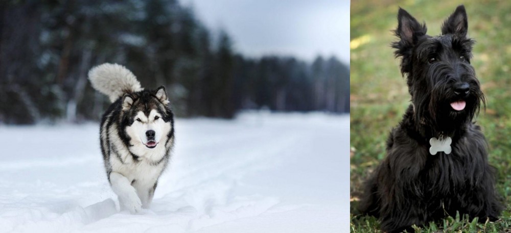 Scoland Terrier vs Siberian Husky - Breed Comparison