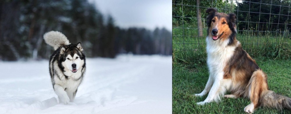 Scotch Collie vs Siberian Husky - Breed Comparison