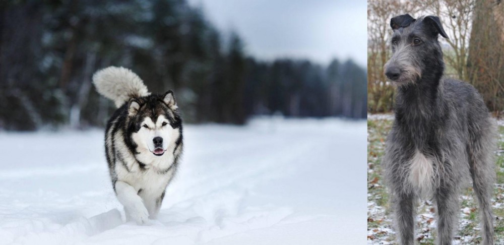 Scottish Deerhound vs Siberian Husky - Breed Comparison