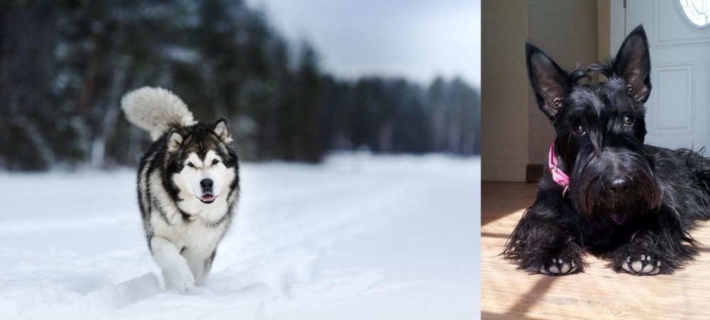 Scottish Terrier vs Siberian Husky - Breed Comparison