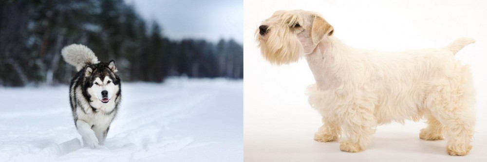 Sealyham Terrier vs Siberian Husky - Breed Comparison