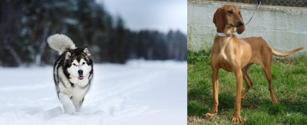 Segugio Italiano vs Siberian Husky - Breed Comparison