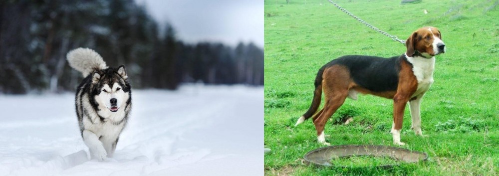 Serbian Tricolour Hound vs Siberian Husky - Breed Comparison
