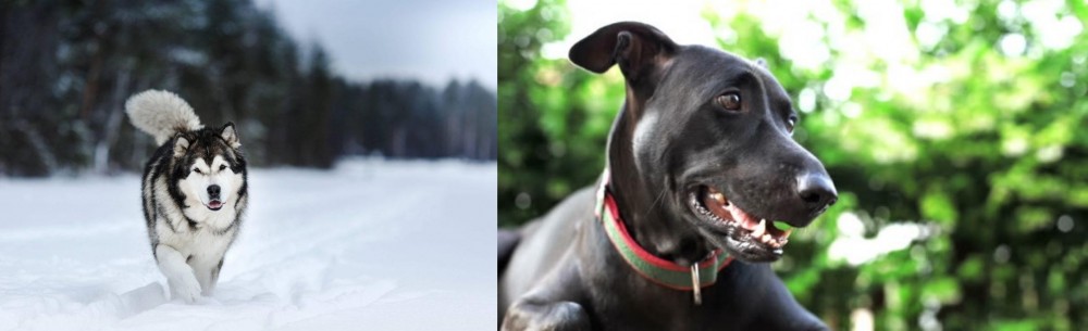 Shepard Labrador vs Siberian Husky - Breed Comparison