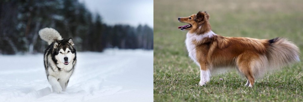 Shetland Sheepdog vs Siberian Husky - Breed Comparison